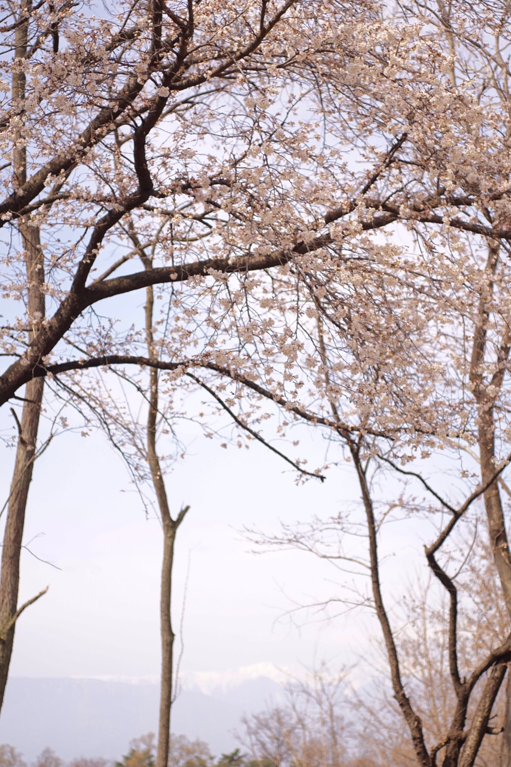 笛吹市の金川の森公園の桜です
場所によっては五分咲き