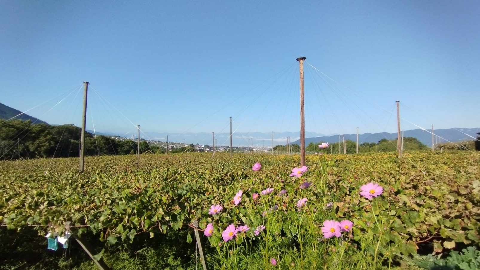 山梨県勝沼町の天のぶどう園から畑の様子をお伝えします。