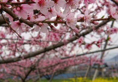 勝沼周辺は桜と桃が同時に満開
