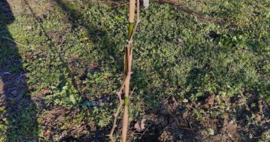 5年後に向けて小さな苗と、5年後の景色5年後に向けて 5年後に向けて小さな苗と、5年後の景色5年後に向けて