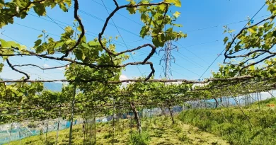 助っ人が加わりました。
